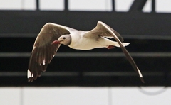 Chroicocephalus cirrocephalus