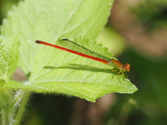 Ceriagrion bellona