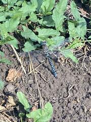 Rhionaeschna variegata