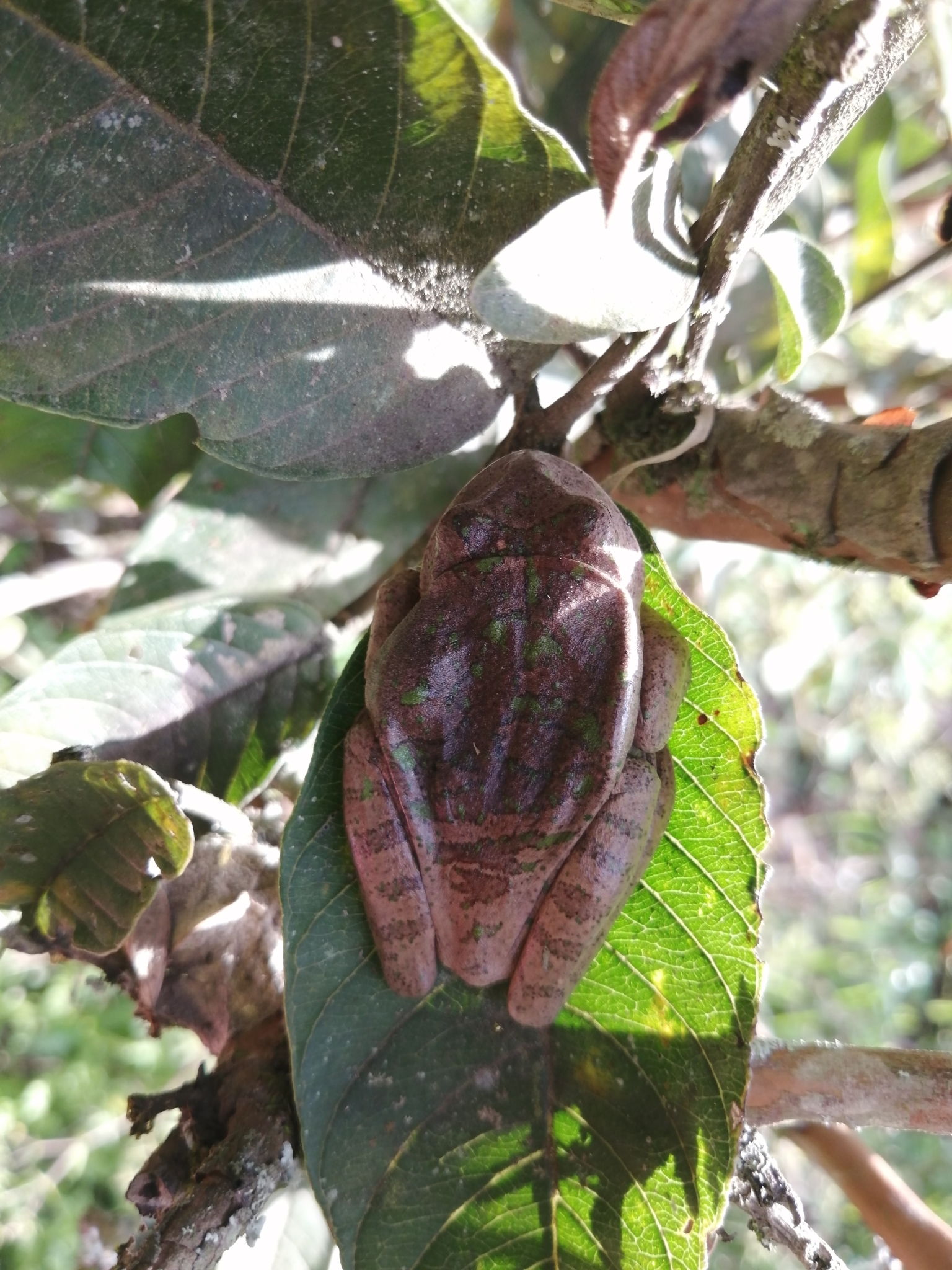 Espada's Marsupial Frog photo 3