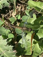 Erythrodiplax connata