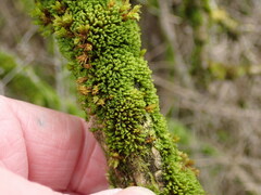 Zygodon viridissimus