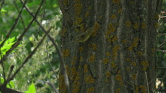 Phylloscopus trochilus
