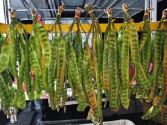Parkia speciosa