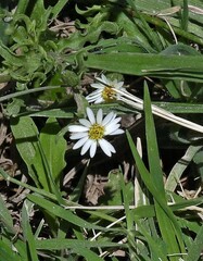 Noticastrum diffusum