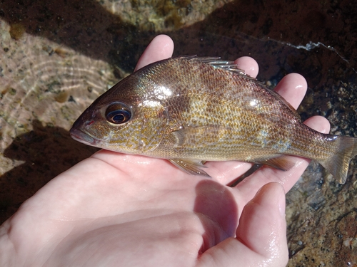 Corocoro grunt (Orthopristis ruber) — Haemulidae — 2
