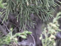 Coniopterygidae