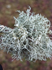 Ramalina