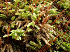 Rhynchostegium murale