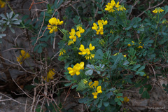 Coronilla valentina glauca
