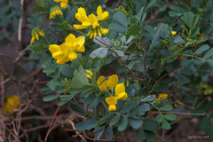 Coronilla valentina glauca