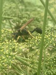 Sceliphron asiaticum