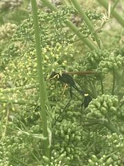 Sceliphron asiaticum