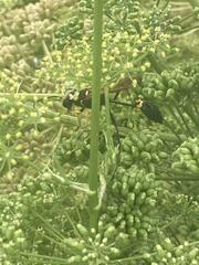 Sceliphron asiaticum