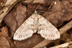 Trichopterigia sanguinipunctata