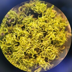 Tortella tortuosa