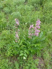 Dictamnus dasycarpus