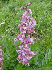 Dictamnus dasycarpus