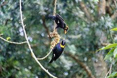 Gracula religiosa
