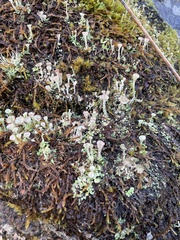Cladonia pyxidata