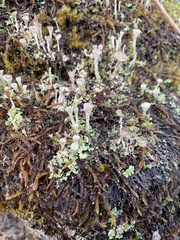 Cladonia pyxidata