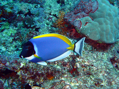 Acanthurus leucosternon