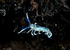 Aeolidioidea