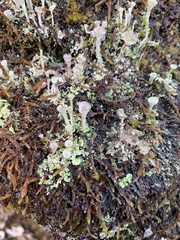 Cladonia pyxidata