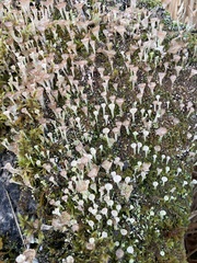 Cladonia pyxidata