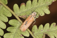 Bothrogonia ferruginea