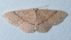 Cyclophora dataria