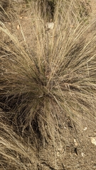 Nassella tenuissima