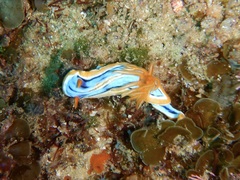 Chromodoris hamiltoni