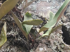 Pyrrosia lingua