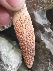 Pyrrosia lingua