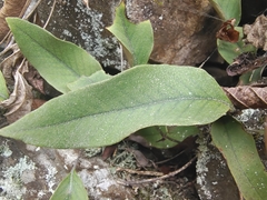 Pyrrosia lingua