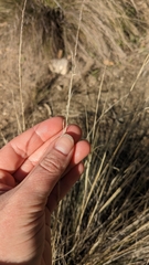 Nassella tenuissima