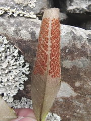 Pyrrosia lingua