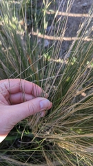 Nassella tenuissima
