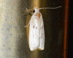 Scythropiodes issikii