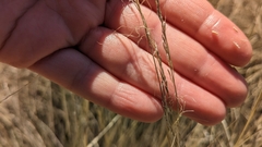 Nassella tenuissima