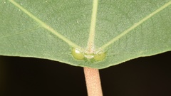 Mallotus paniculatus