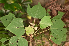 Mallotus paniculatus