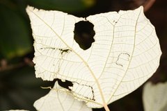 Mallotus paniculatus