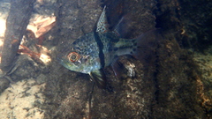 Sphaeramia orbicularis