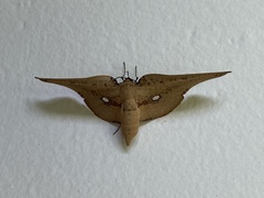 Thyrididae
