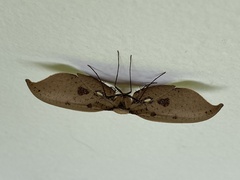 Thyrididae