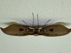 Thyrididae