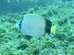 Chaetodon dolosus