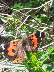 Vanessa vulcania